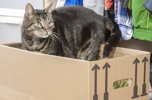 Tips for moving with a cat