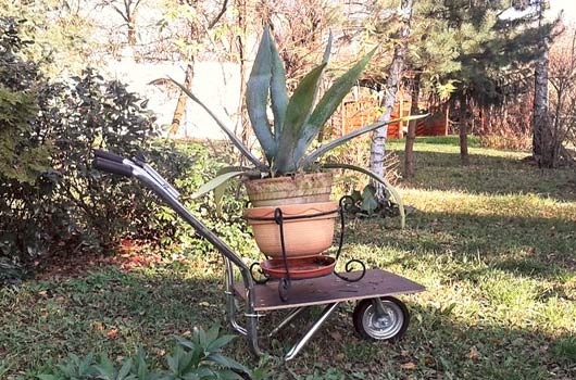 Moving garden plants