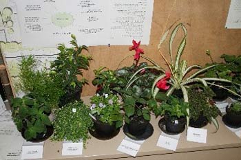 Plants delivery Plants delivery